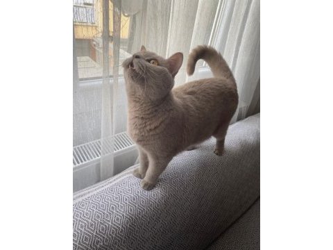 Acil satılık british shorthair