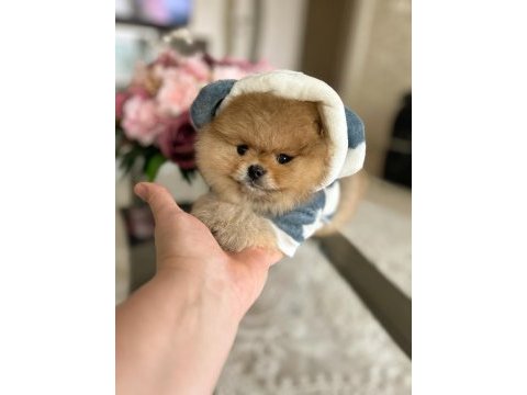 En üst kalite orijinal pomeranian boo ayı surat