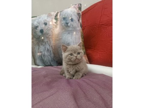 British shorthair lilac yavrumuz