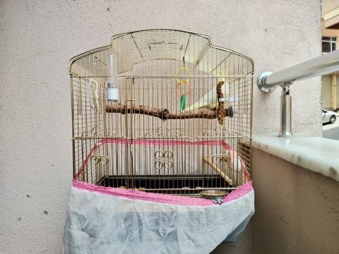 Yavru eğitimli cana yakın lutino sultan papağanı