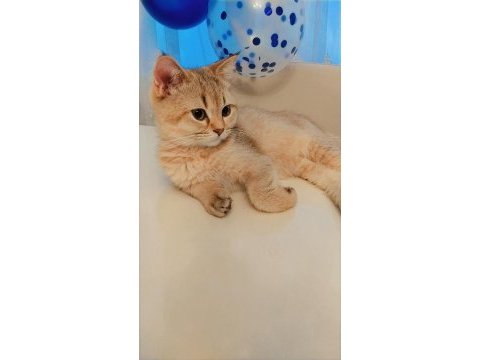 British shorthair golden de black golden yavrular