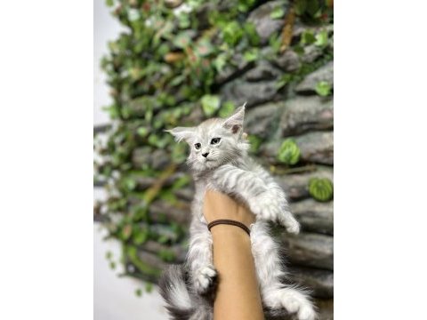 Şecereli üretim izinli maine coon yavrular