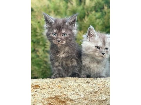 Lüks ve üst kalite maine coon yavruları