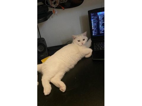 Minik eğlenceli british longhair oğlum yuva arıyor