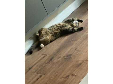 Ücretsiz sahiplendirme british shorthair
