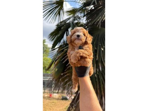 Show class kore maltipoo 