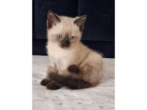 British shorthair yavrularımız
