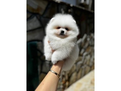 Mersin pomeranian boo