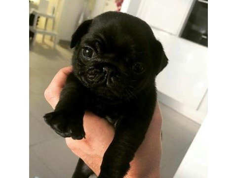 Kapkara pug bebekler