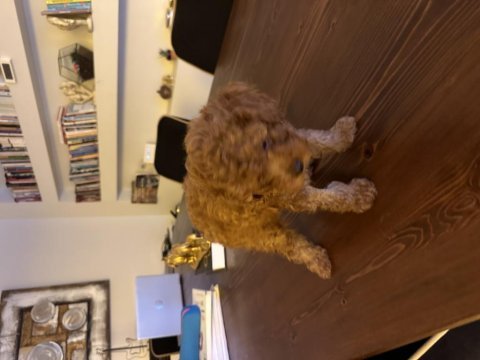 2 aylık erkek toy poodle