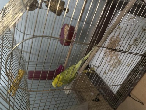 2 adet eş muhabbet kuşu 5 adet yavrulu ucuz