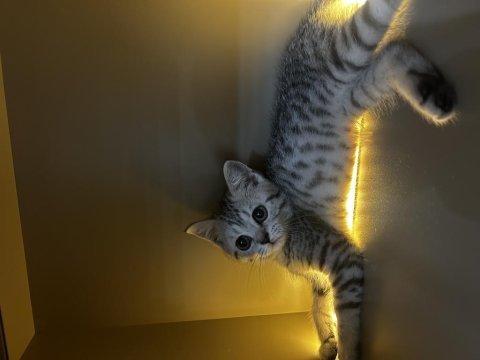 Uysal oyuncu sevgi delisi british shorthair