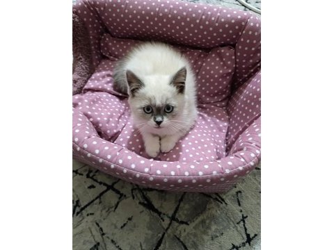 Çok tatlı british shorthair kedim
