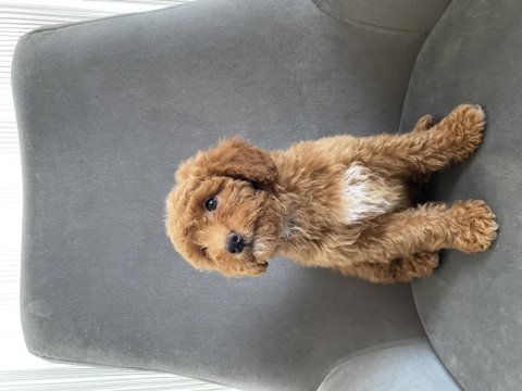 Toy poodle dişi yavrumuz yeni ailesini aramakta