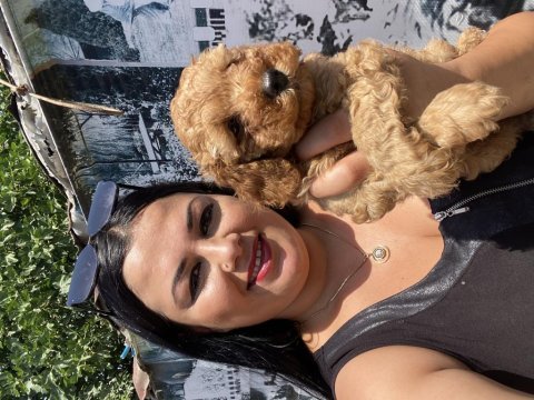 Toy poodle ve kore poodle yavrularım