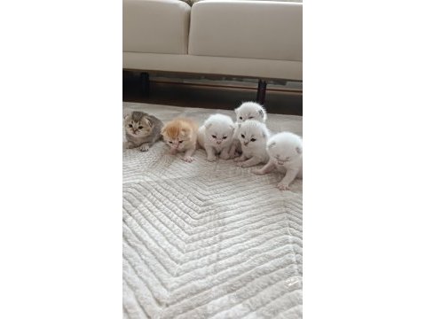 Seçereli babanın tombik bebek kedileri