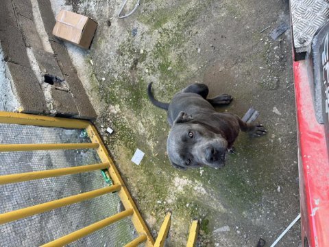 Daha önce 2 doğum yapmış anaç bir cane corso