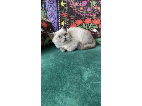 Blue point yavru british shorthair