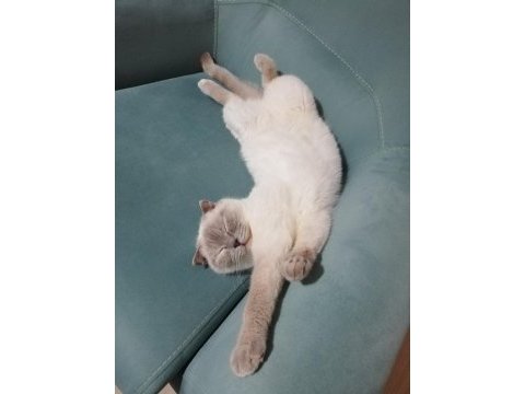 Çok güzel scottish fold