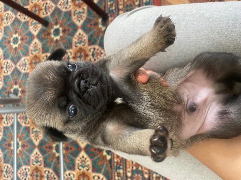 Pug mops 4 erkek