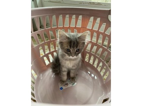 Cins kedi sahiplendirme acil