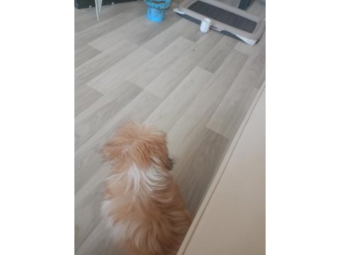 Shıh tzu safkan dısı