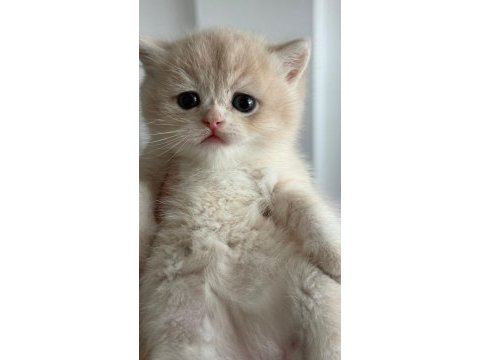 British shorthair ny ay bebekler
