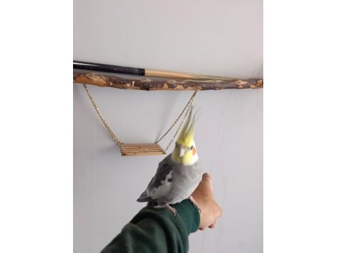 Konuşan sultan papağanı full evcil