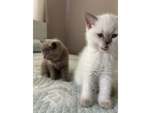 Yavru british shorthair
