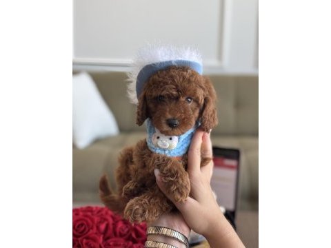 Büyümeyen boy teacup poodle bebeğim