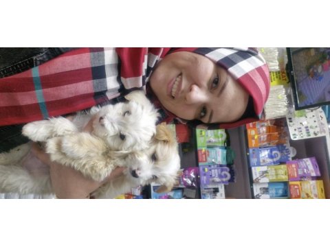 Maltese terier köpeğimiz