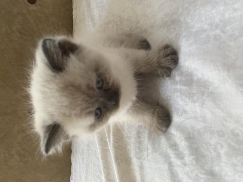 British shorthair british blue point yavruları 1 aylık