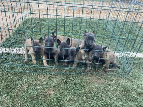 Hırs küpü malinois