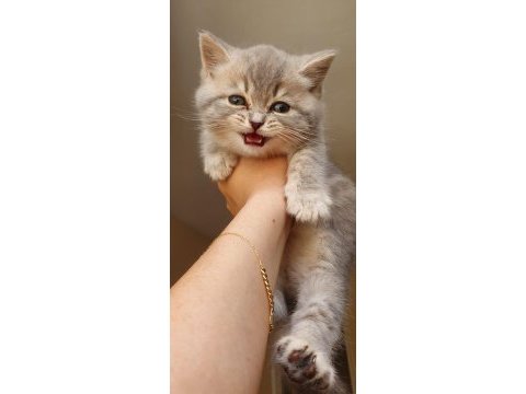 Ev ortamında büyüyen british longhair