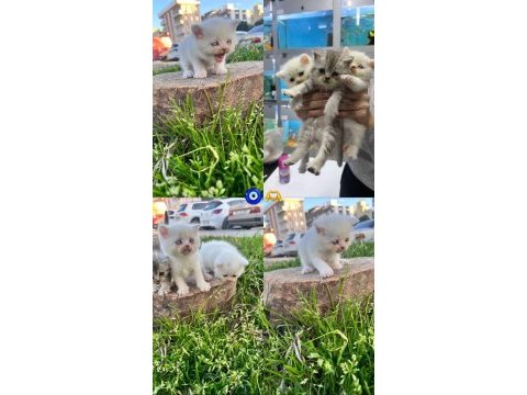 British shorthair erkek ve dişiler
