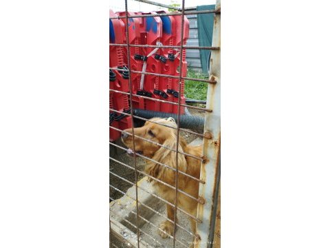 Köpeğimize yeni ailesini arıyoruz