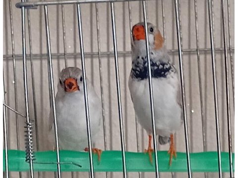 Takım zebra finch