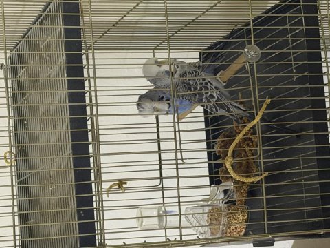 Çift show jumbo muhabbet kuşu
