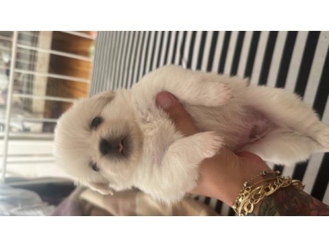Beyaz pekinez köpeği
