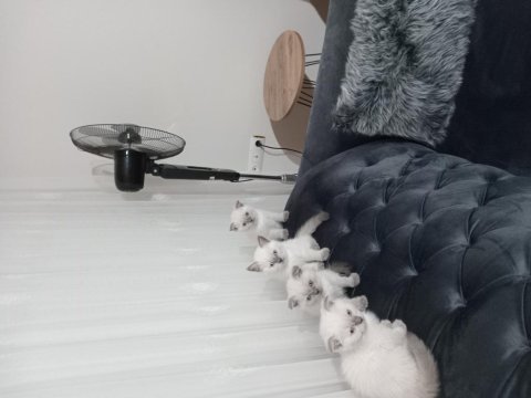 Pamuk şekerlerim yeni yuvasını arıyor scottish fold