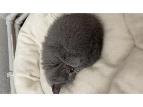 55 günlük british shorthair dişi yavrularımız