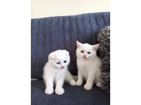 Pofuduk scottish fold white
