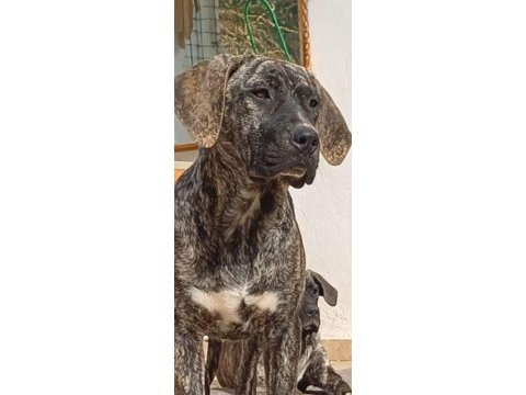 Yavru cane corso köpeği