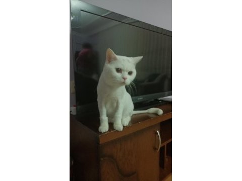 British shorthair beyaz kedimiz yuvasını arıyor