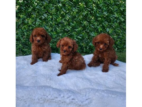 Ruhsatlı köpek çiftliğinden toypoodle yavrularımız 