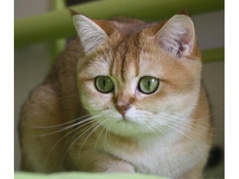 Şecereli british shorthair kediler