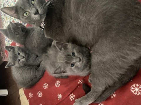 British shorthair russian blue melezi