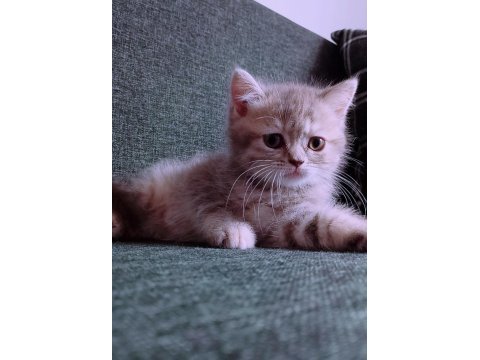British longhair istanbul içinde ulaşımını sağlıyorum