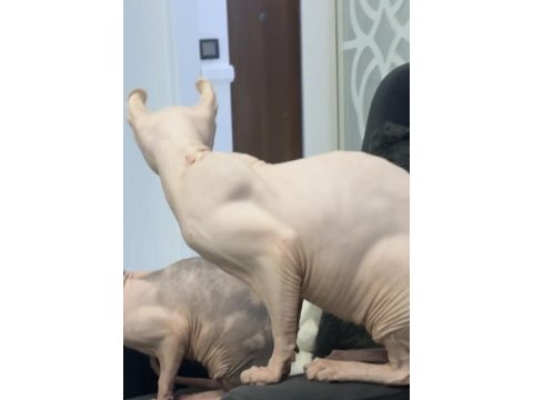 Elf sfenks oğlum