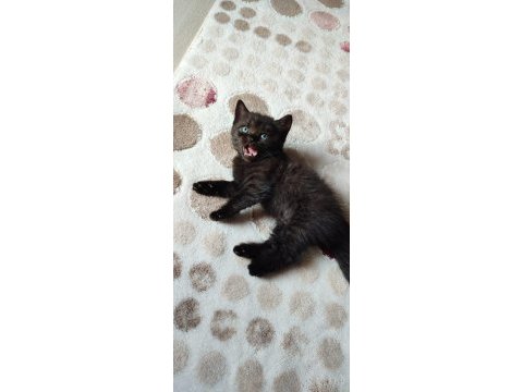 Uygun fiyatla british shorthair